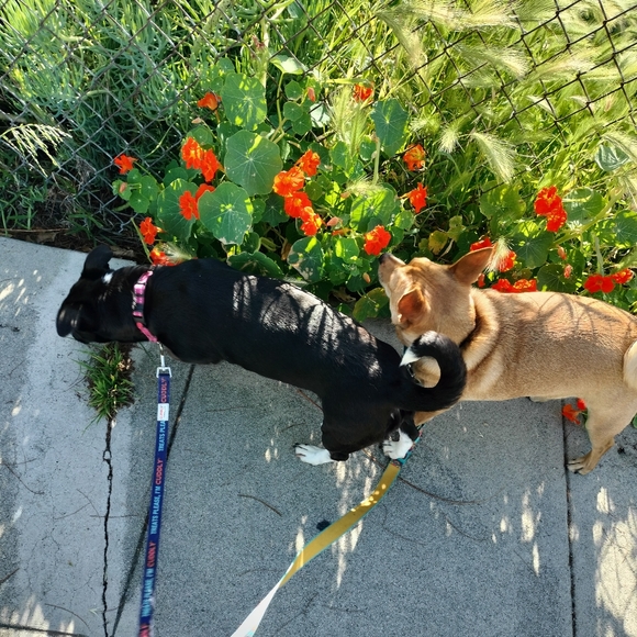 ♡ Rest in peace Buddy ♡ - Picture 14 of 15